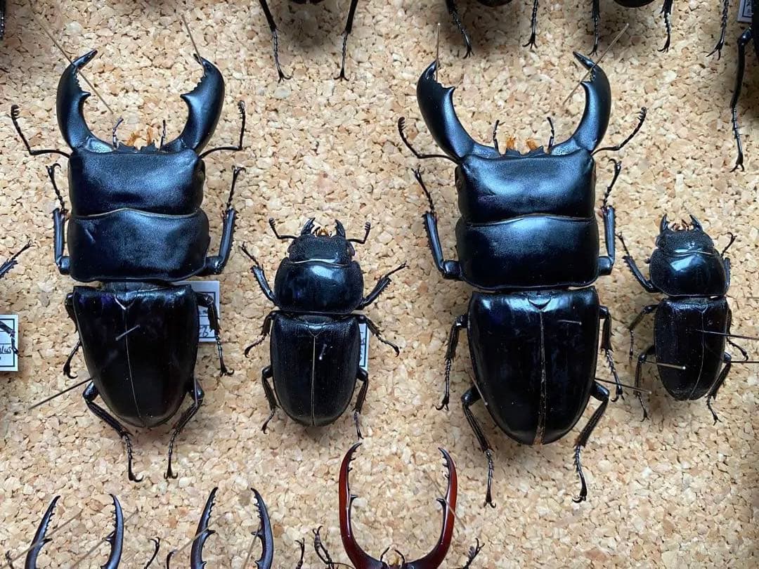 クワガタ多数 大型標本 32.3mm］大型個体は特に魅力的！ | Project