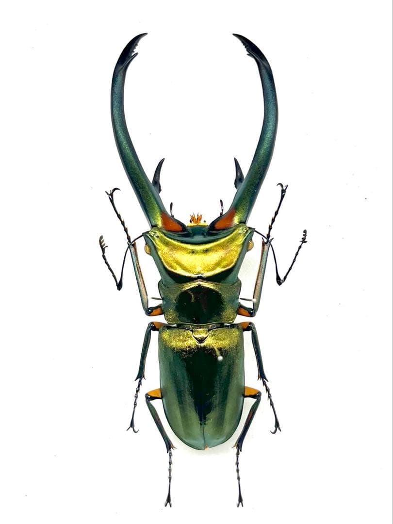 エラフスホソアカクワガタ 標本 93mm