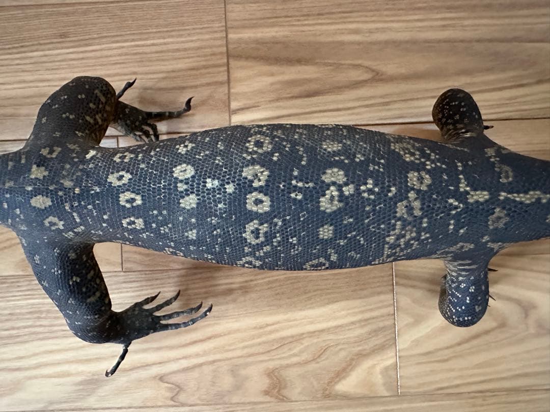 サルバトールモニターミズオオトカゲ剥製 - メルカリ