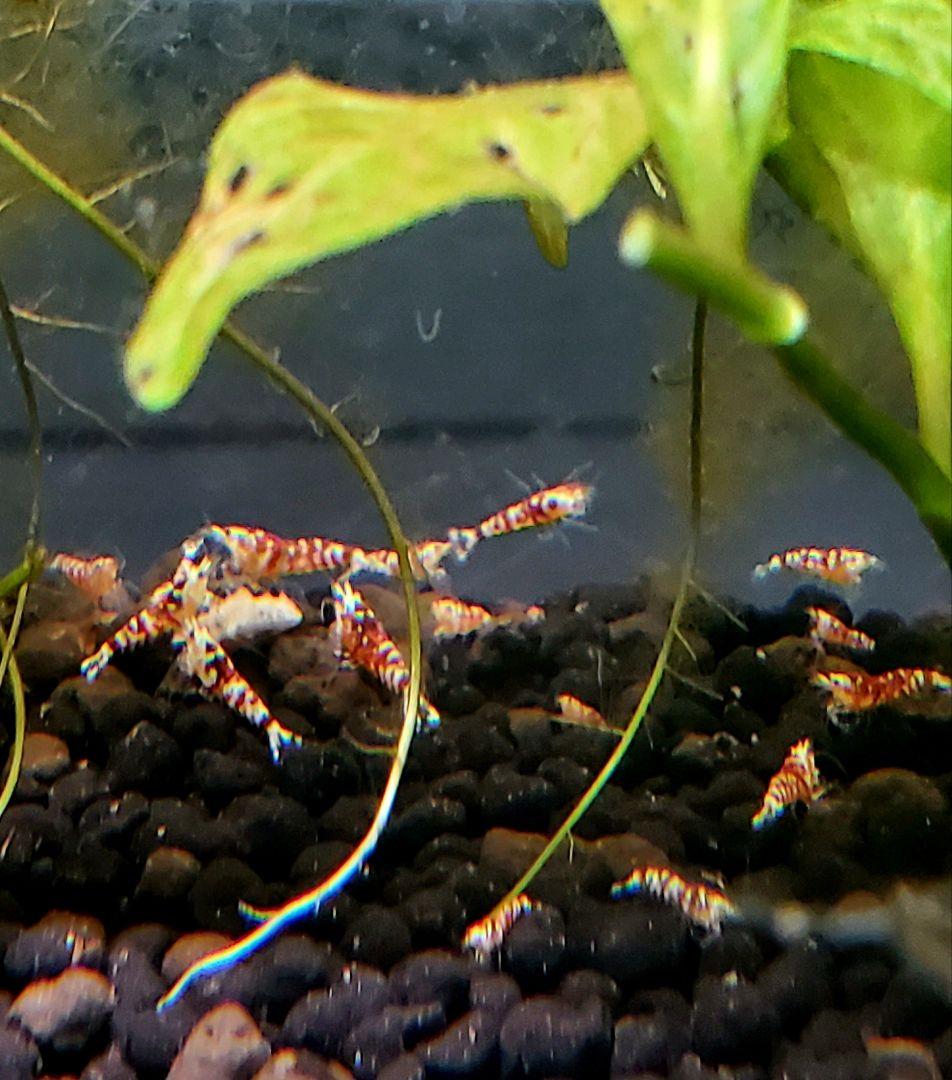 ぐんぐん玉 × ビーシュリンプ飼育用（磁性かんらん岩ボールメダカや