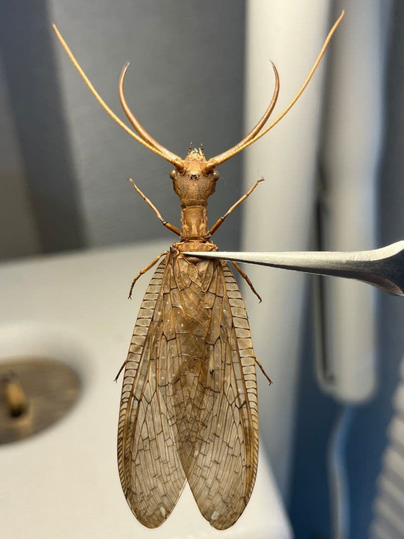 最美麗個体！】グリーン×レッドのルリオニカミキリ 標本 キンオニカミキリ