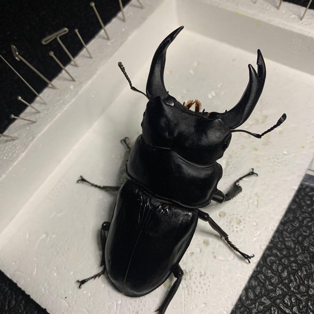 オオクワガタ 標本 死虫 能勢YG血統 脅威の88.8ミリ！