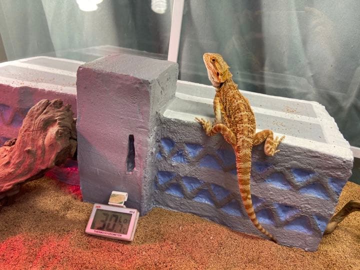 爬虫類シェルター バックボード レイアウト用品作成 ストア 爬虫類水槽