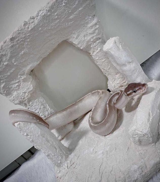 爬虫類シェルター 節約 バックボード レイアウト用品作成 爬虫類