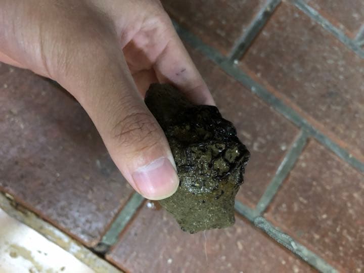 宮沢賢治 バタグルミ化石 土付き 水中保管