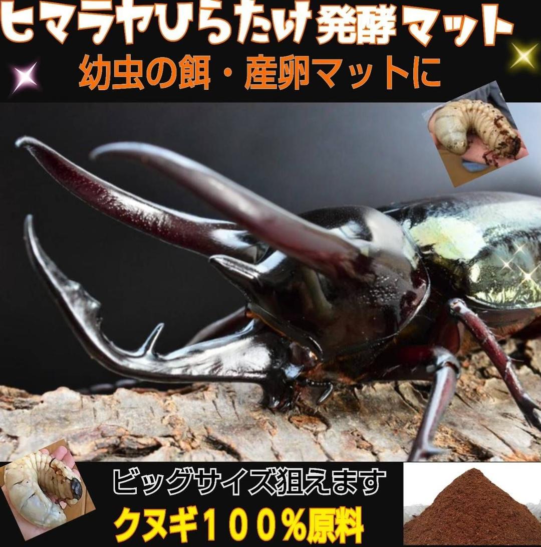 カブトムシ幼虫の餌、産卵に抜群！改良しました！発酵マット【たっぷり