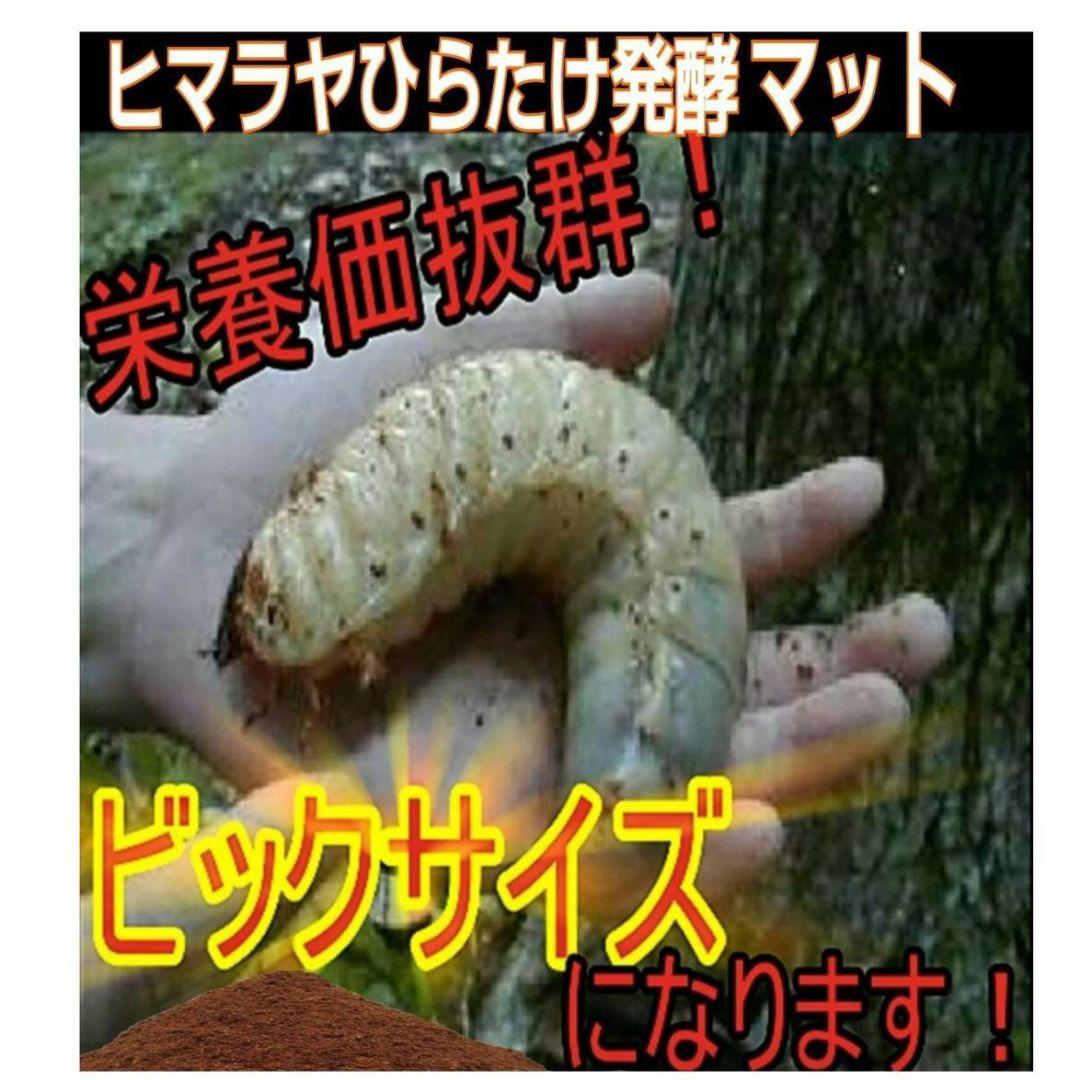 カブトムシ幼虫の餌、産卵に抜群！改良しました！発酵マット【たっぷり