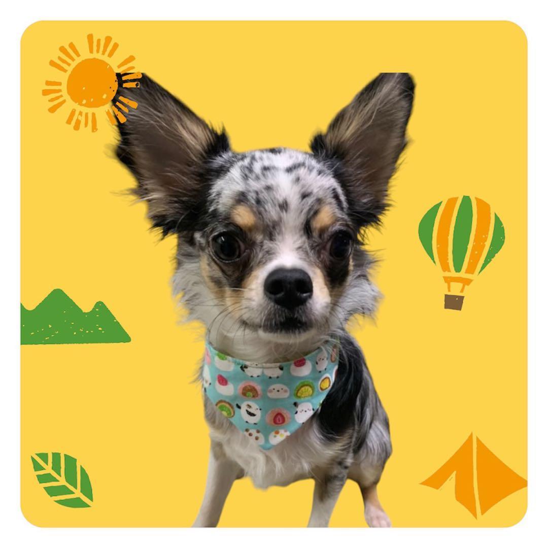 犬ネコ用リバーシブルバンダナ☆着用イメージ写真☆