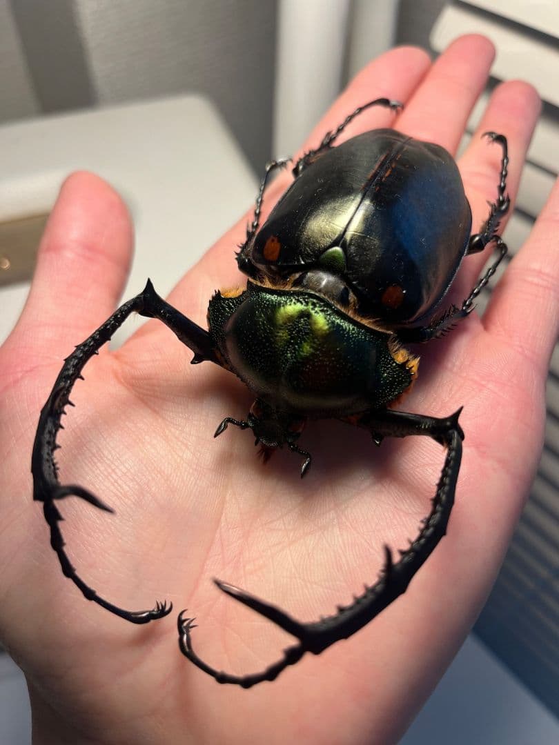 European】ヤンソニーテナガコガネ カメムシサシガメ甲虫昆虫標本