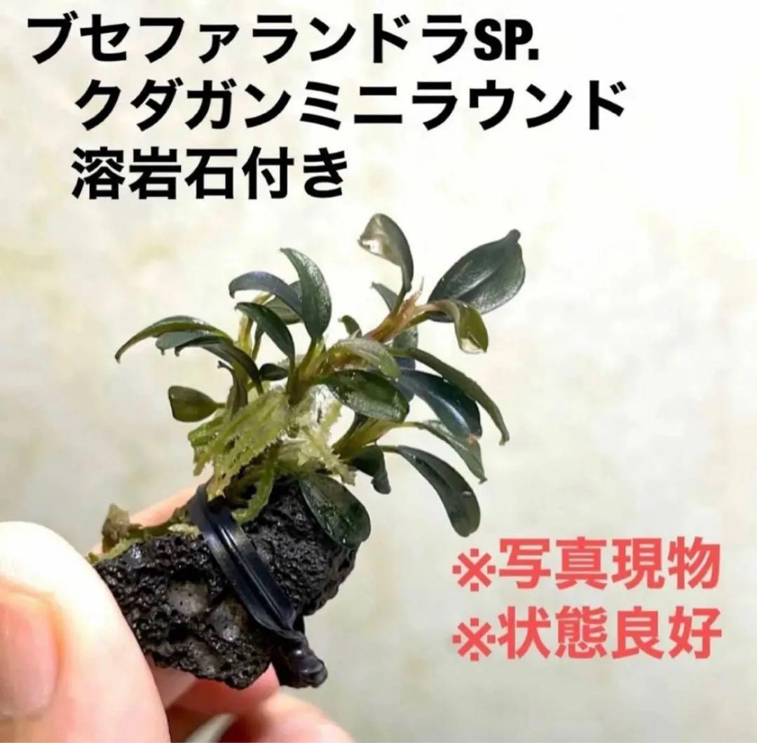 ◇特◇ブセファランドラSP.クダガンミニラウンド溶岩石 #ブセさかな屋