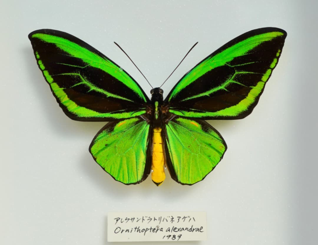 アレクサンドラトリバネアゲハ 雄標本（緑色・黒色、黄色）フレーム