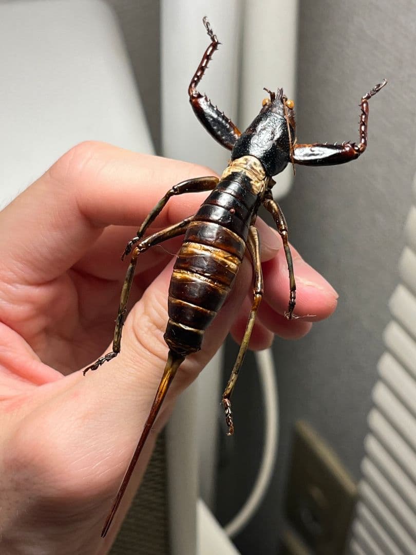 【97mm♀】マッチョキリギリス コロギス リオック 　標本