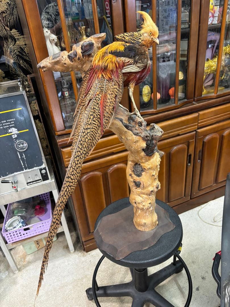 キジの 剥製 木製 の台座 鳥の置物 高さ約71cm 大特価激安