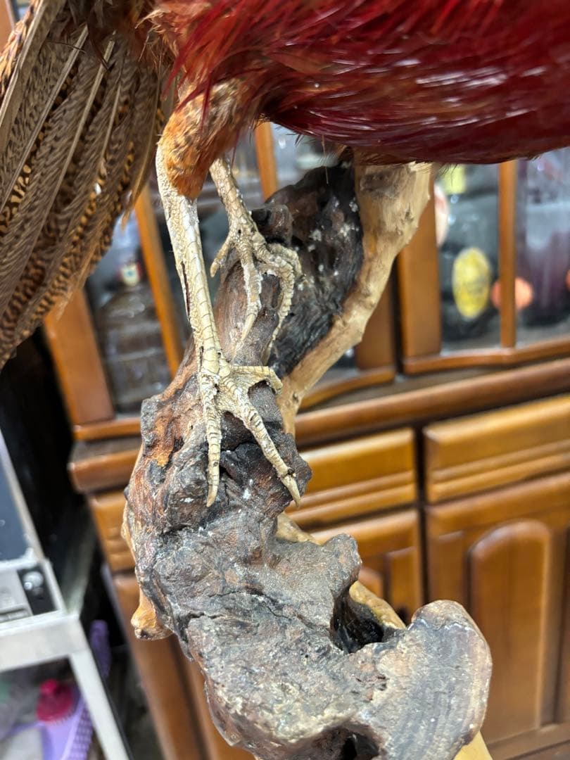 キジの 剥製 木製 の台座 鳥の置物 高さ約71cm 大特価激安