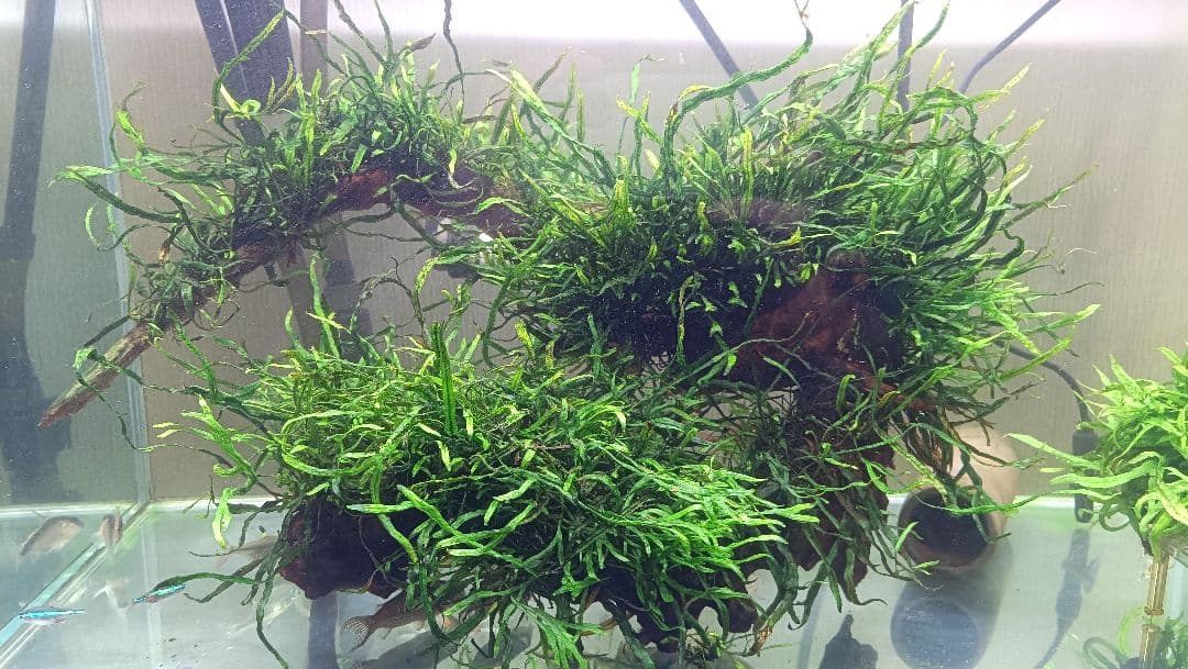 ミクロソリウム 本ナロー 流木2本 ミクロソリウムsp.本ナロー 流木活着大株