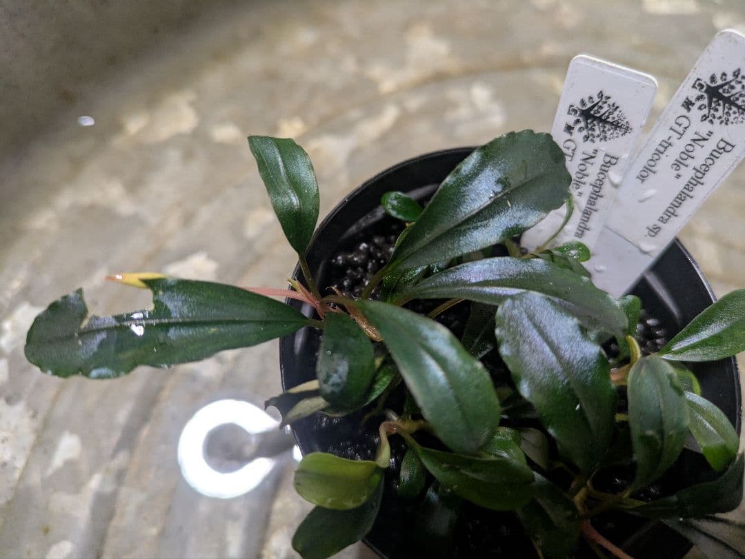 Bucephalandra sp. noble GT-toricolor タグ付