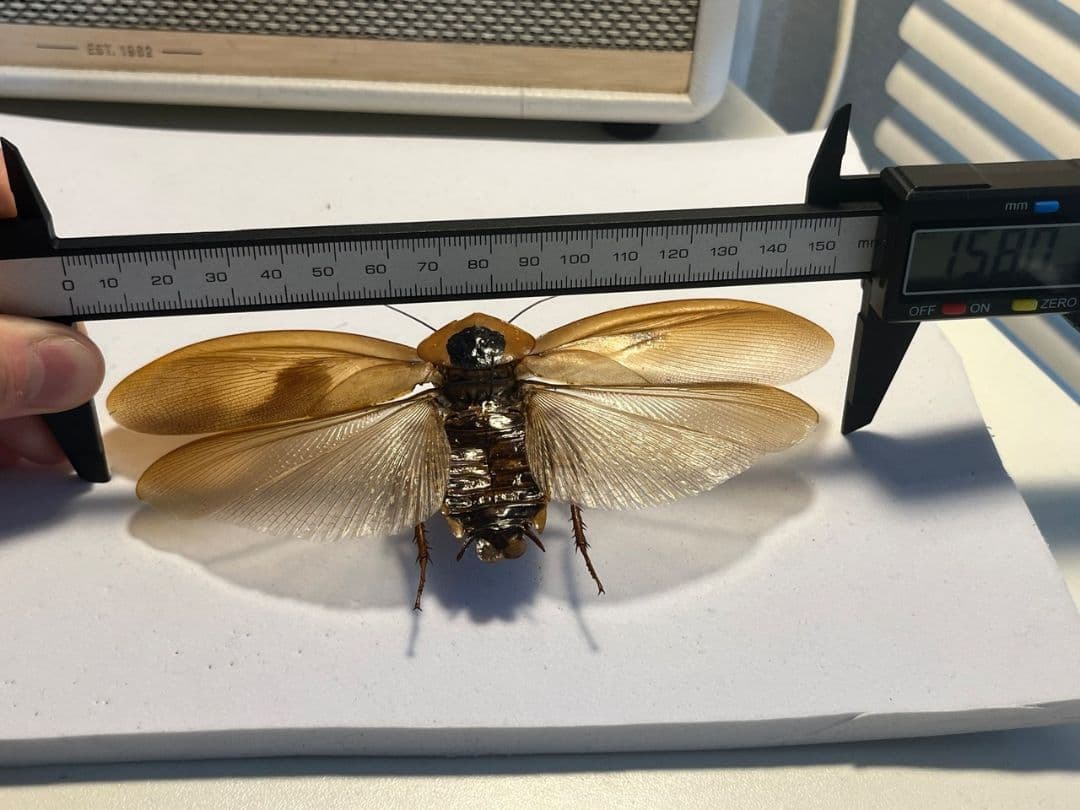 蜚開翅】ブラベルスギガンテウス ゴキブリの標本 レッドローチデュビア