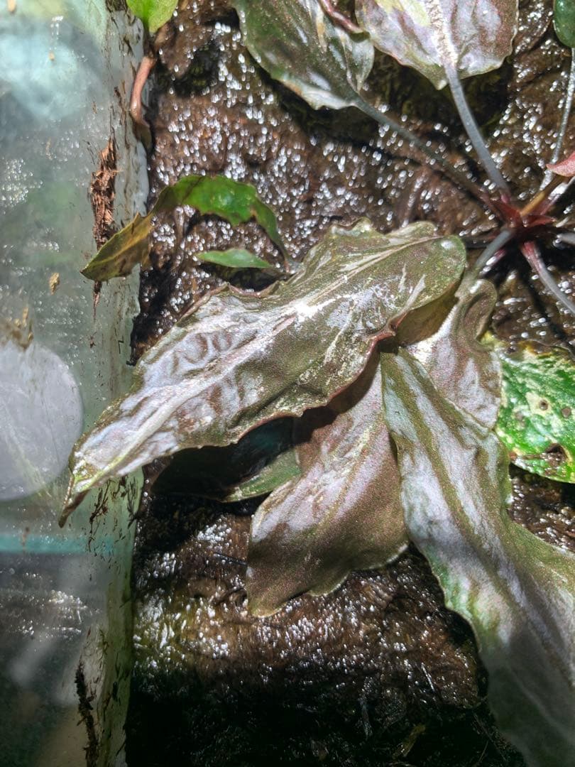 Cryptocoryne grabowskii Queen Bee クリプト