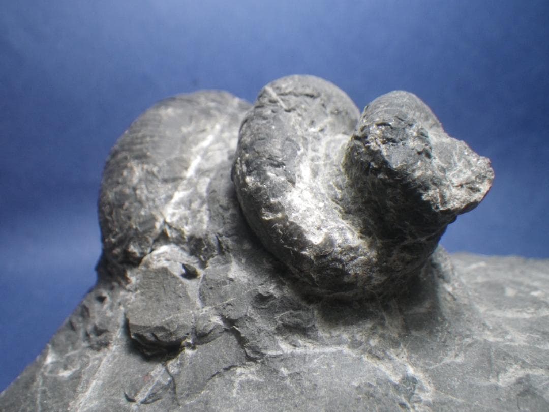 国産化石 異常巻 251012－1 ヴィンテージ 通販 国産化石 異常巻