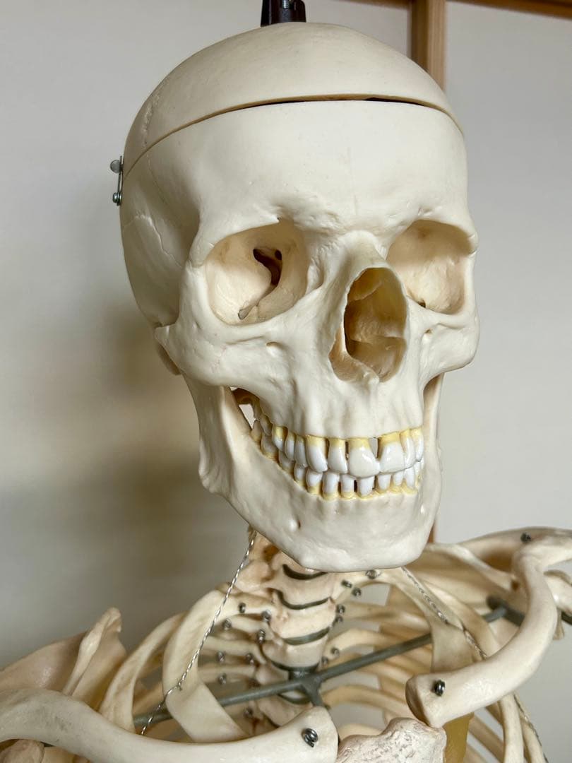 大阪市内引取限定 SOMSO ソムソ 人体骨格模型 約170cm 人体模型 整体