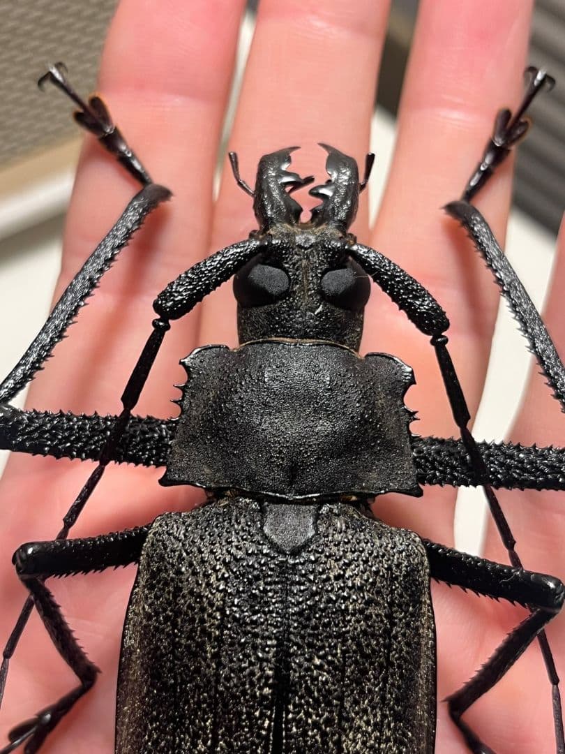 【111mm】Xixuthrus isyuniarkoiウスバカミキリ　標本