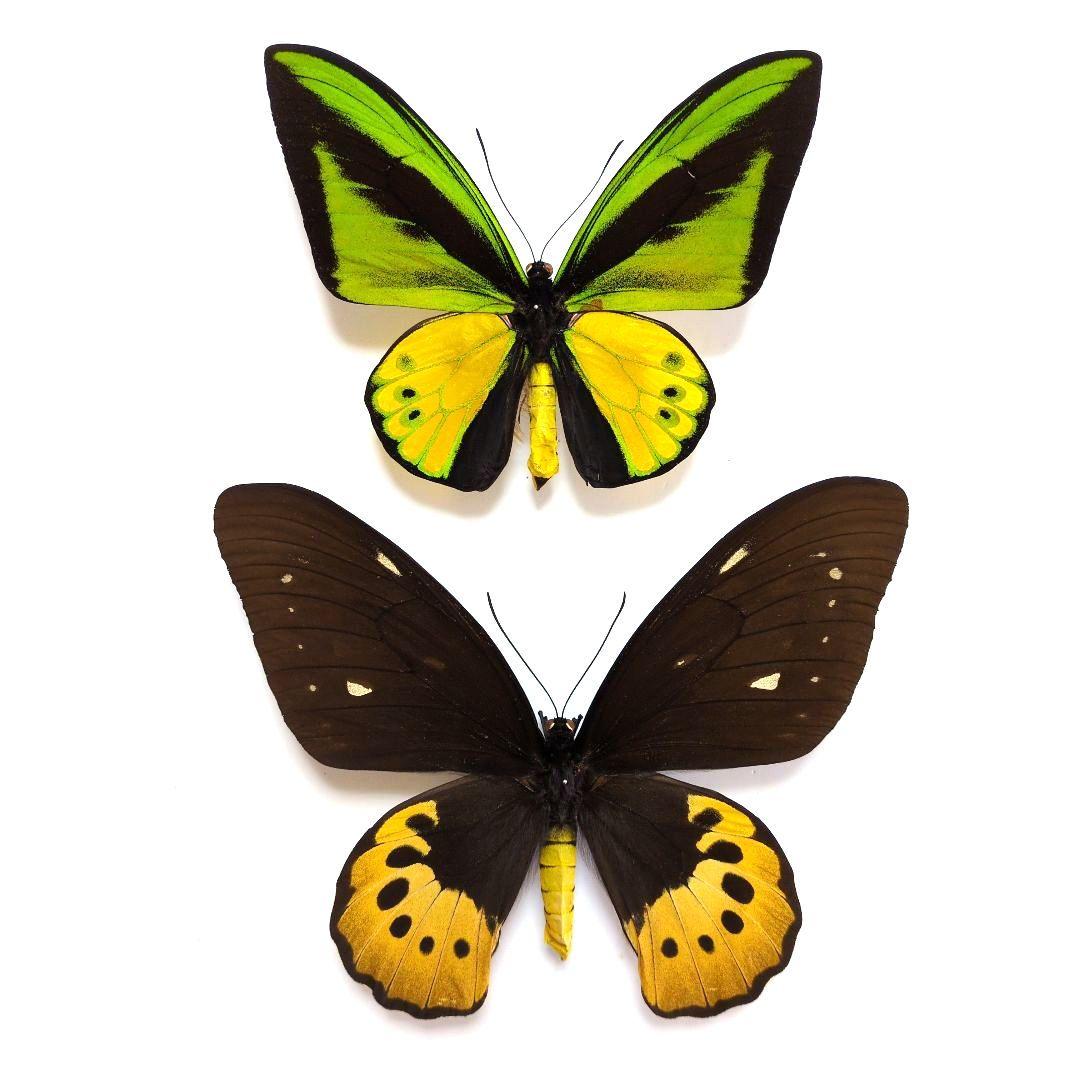 蝶標本 ゴライアストリバネアゲハ ペア - メルカリ