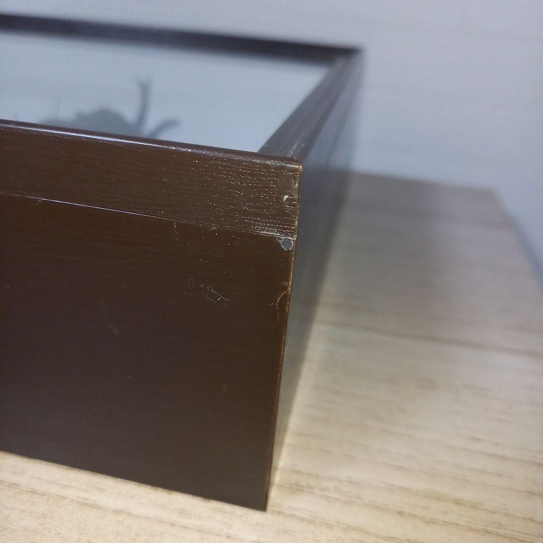 マルスゾウカブトムシ】 マルス標本 雌雄セット 昆虫セット オスメスペア