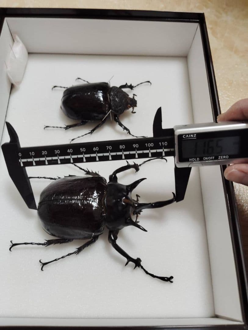 マルスゾウカブトムシ】 マルス標本 雌雄セット 昆虫セット オスメスペア