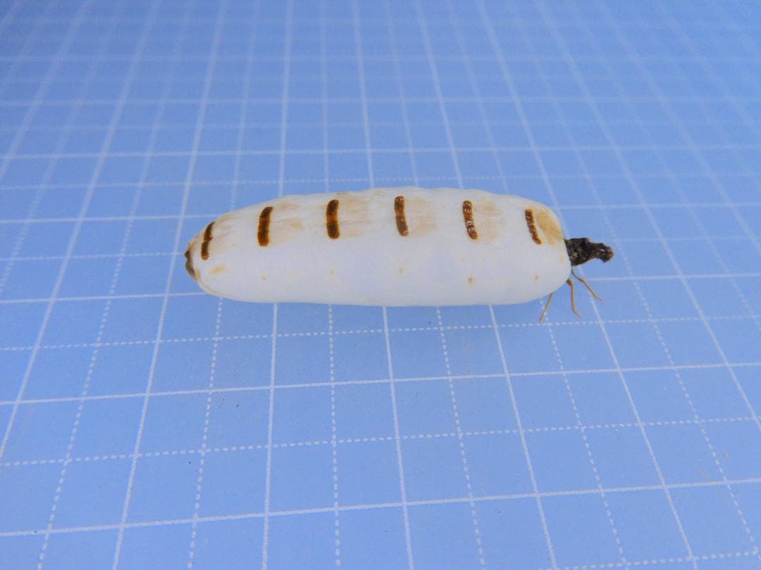 ウガンダ産　シロアリ女王　39mm 珍品です。