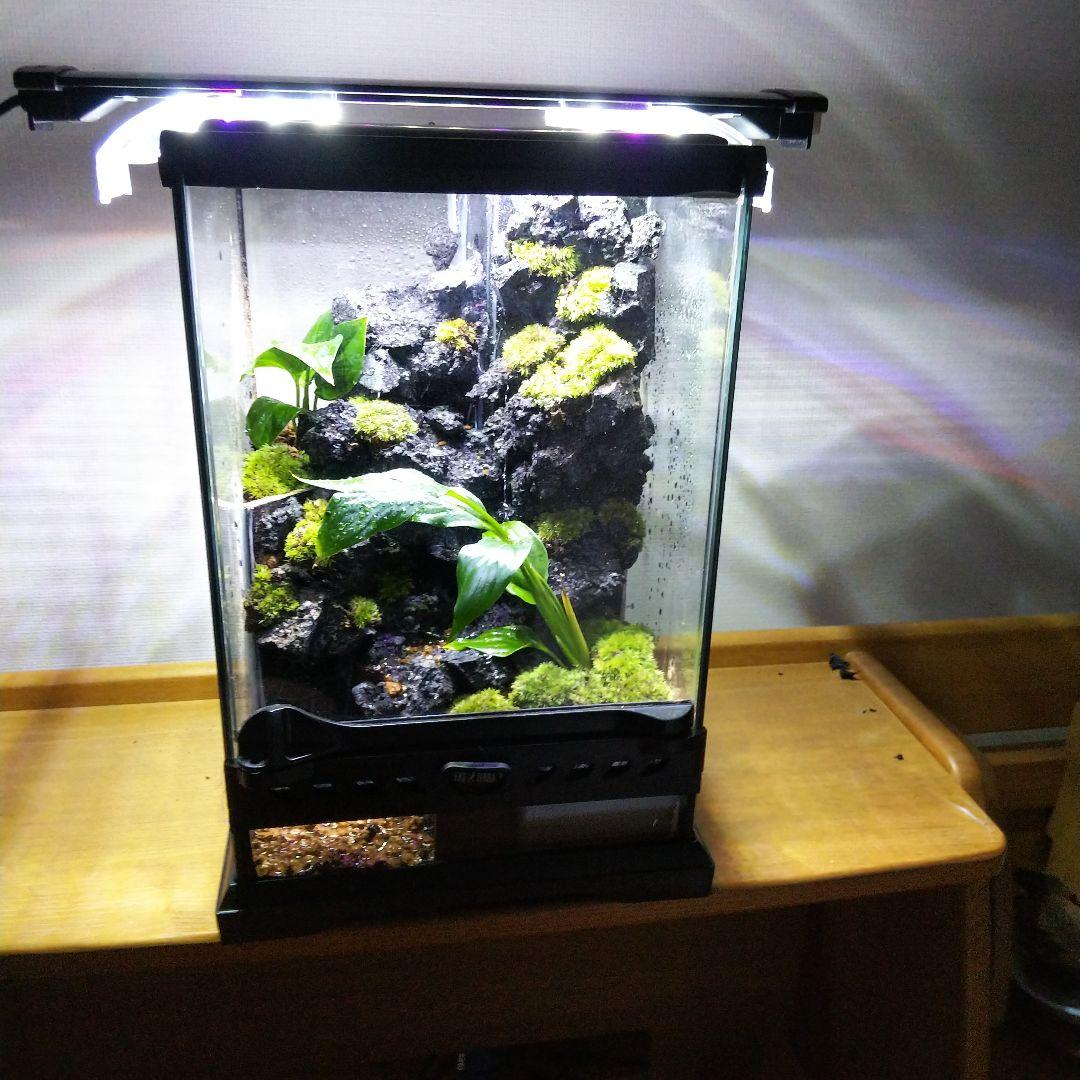 オーダーメイド】滝の流れるイモリウム アクアテラリウム 苔 アクア