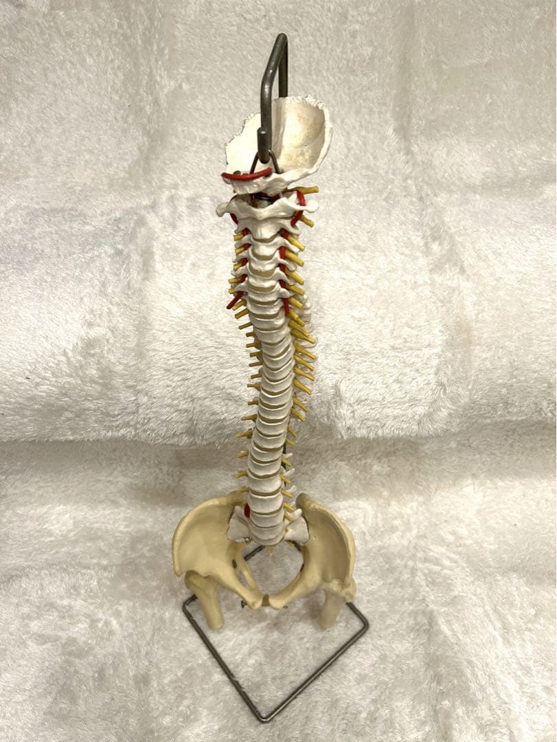 大正製薬人体模型関節骨