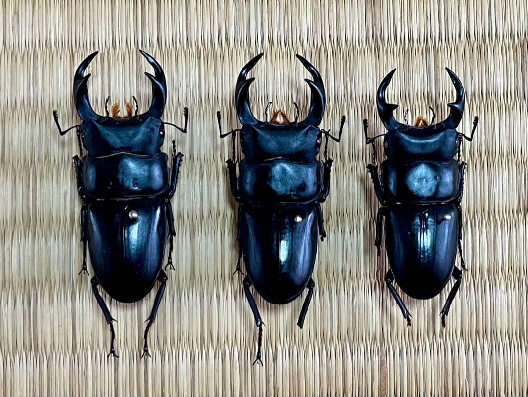 6個セット】菌糸ブロック LEVIN-G3500 EXCEED CRAFT