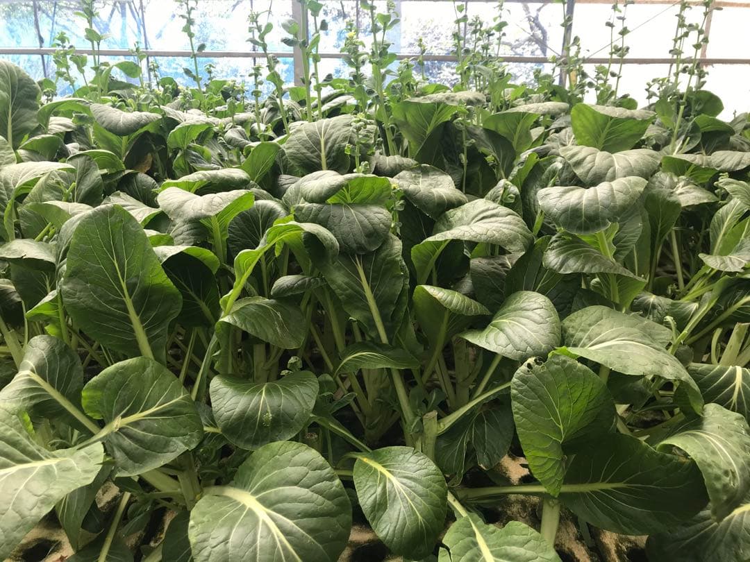 ☆合鴨なつお君様専用☆冷凍コオロギ1kg M・Lサイズ フタホシコオロギ