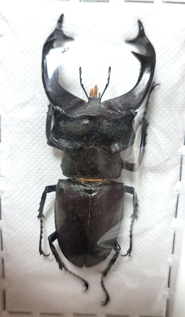 カ*ボ様 【国産蝶標本】タカネヒカゲ/長野県-富山県.鹿島槍産/41mm