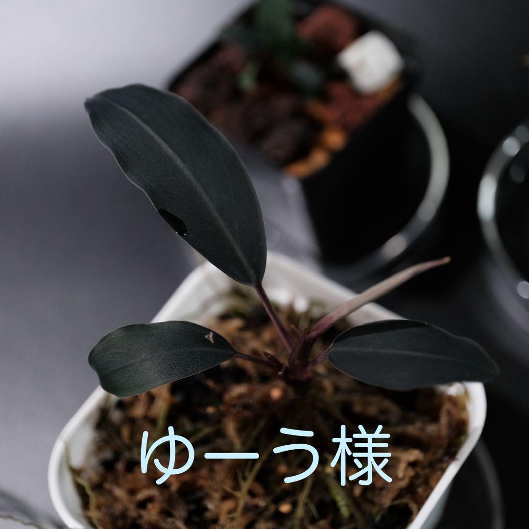 BUCEPHALANDRA Dark Africa - メルカリ