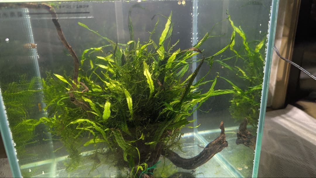 ミクロソリウム本ナロー大株、ウィーピングモス自然活着のとても特徴が