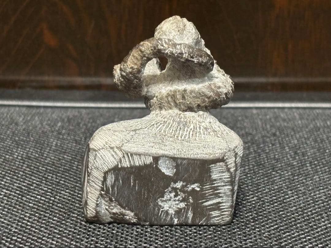 ニッポニテス ミラビリス 芦別上流産 化石 アンモナイト 超希少 良品