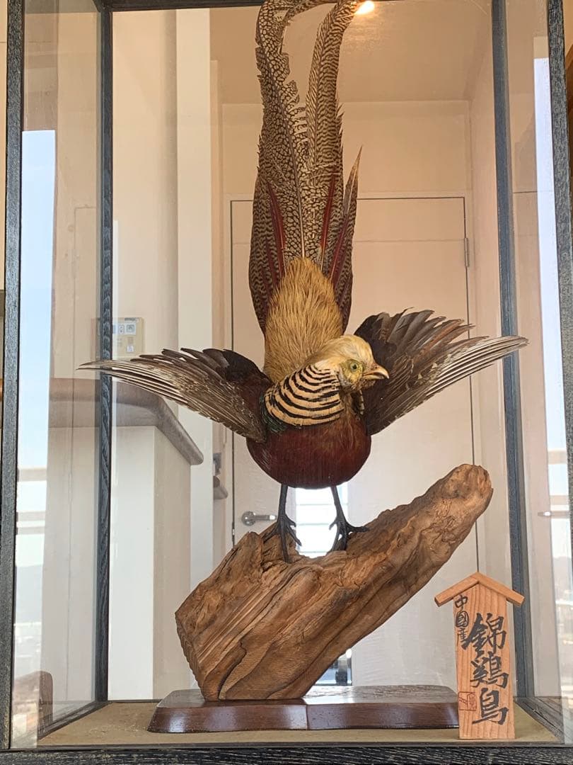 錦鶏鳥 剥製