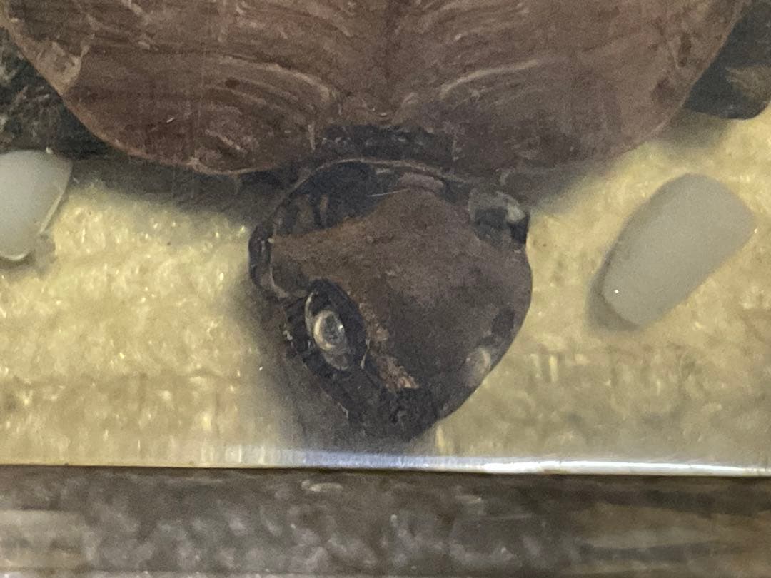 レジン亀／クサガメのレジン標本となります。【お土産品で購入した物