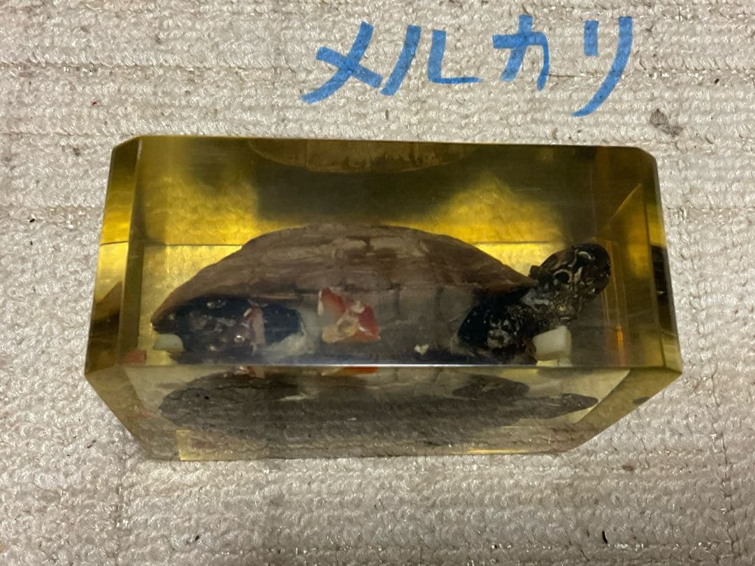 レジン亀／クサガメのレジン標本となります。【お土産品で購入した物