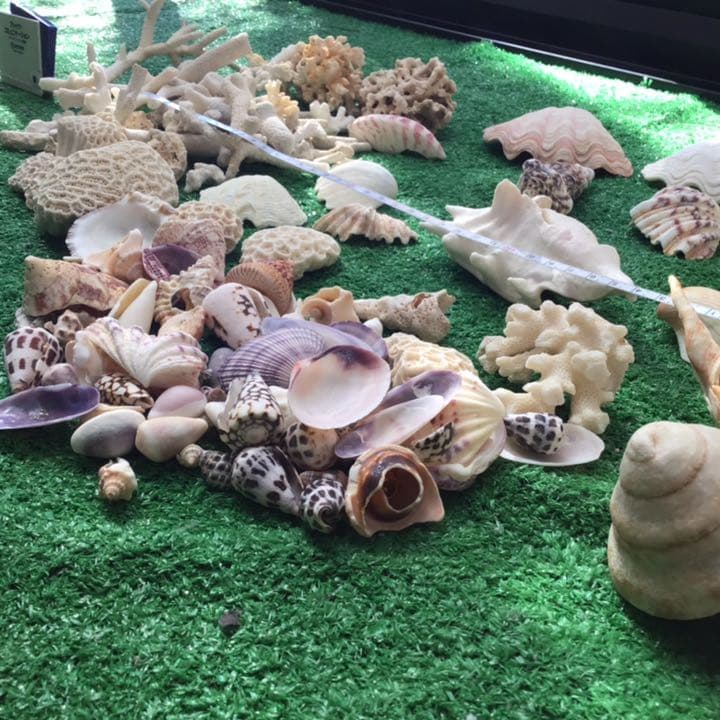 アウトレット 沖縄 石垣島の貝殻 沖縄 石垣島の貝殻