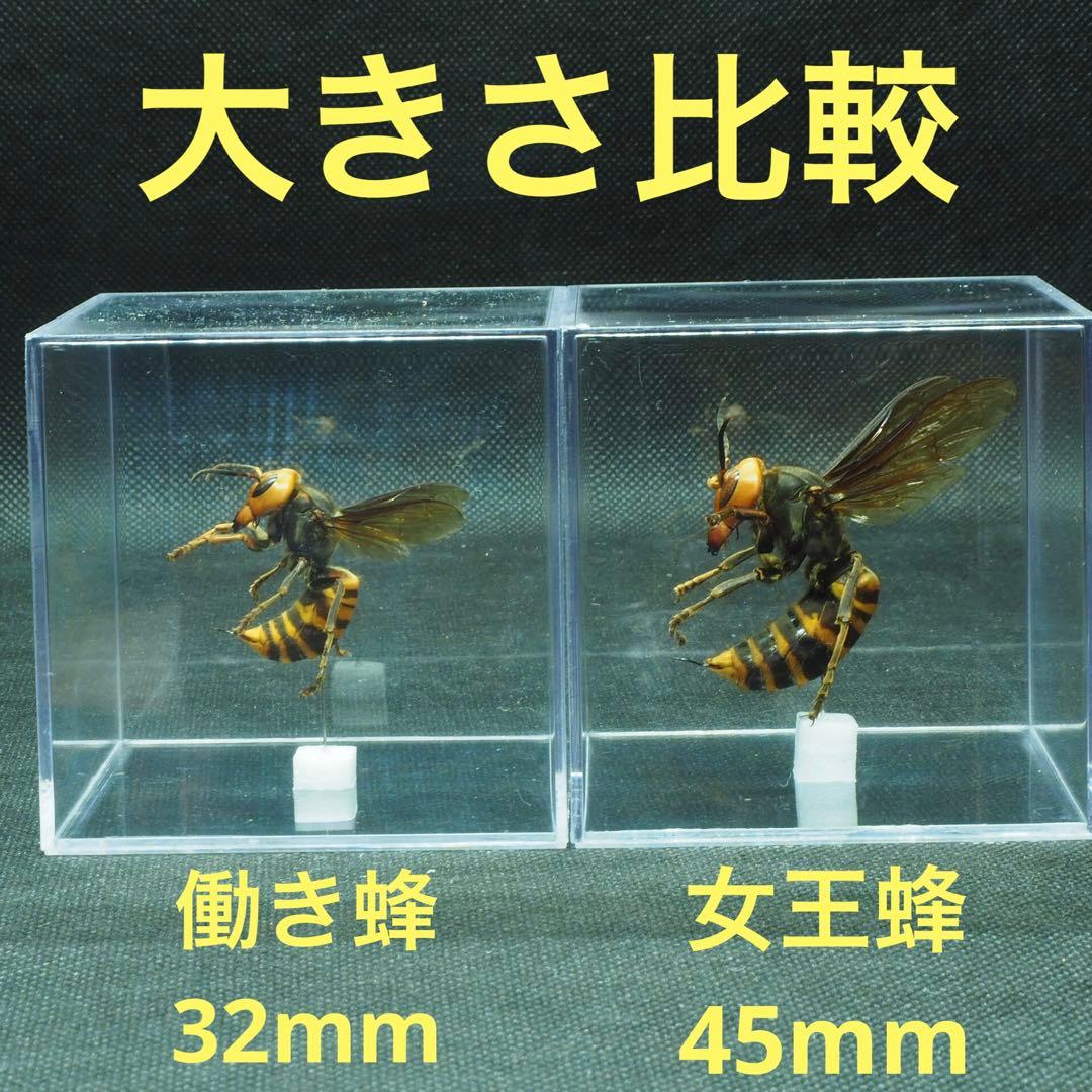 オオスズメバチ 女王蜂 立体標本2408 - メルカリ