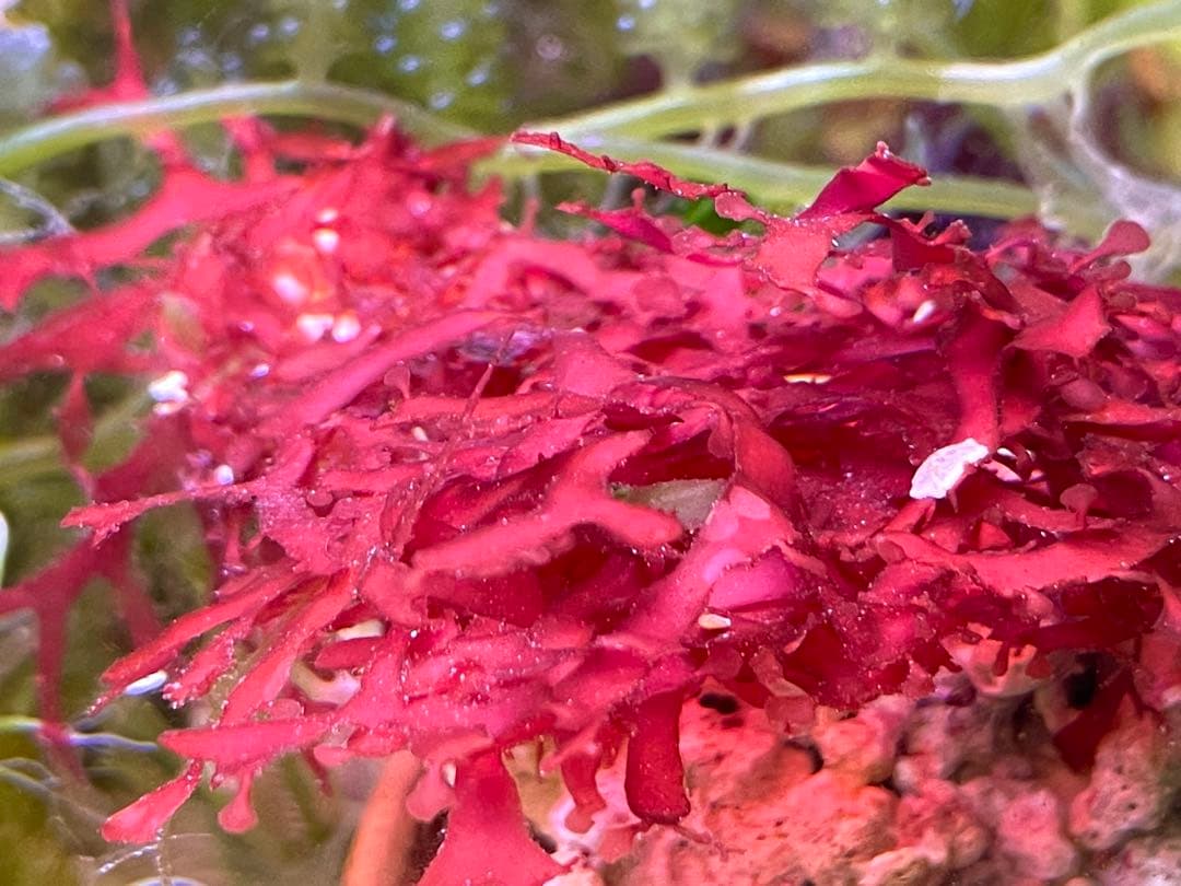 エキノドルス ホレマニーレッド バース便