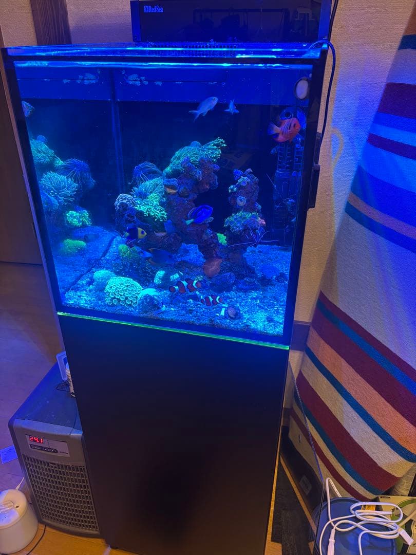 レッドシー MAXシリーズ ペニシュラン 大阪から The MAX NANO G2