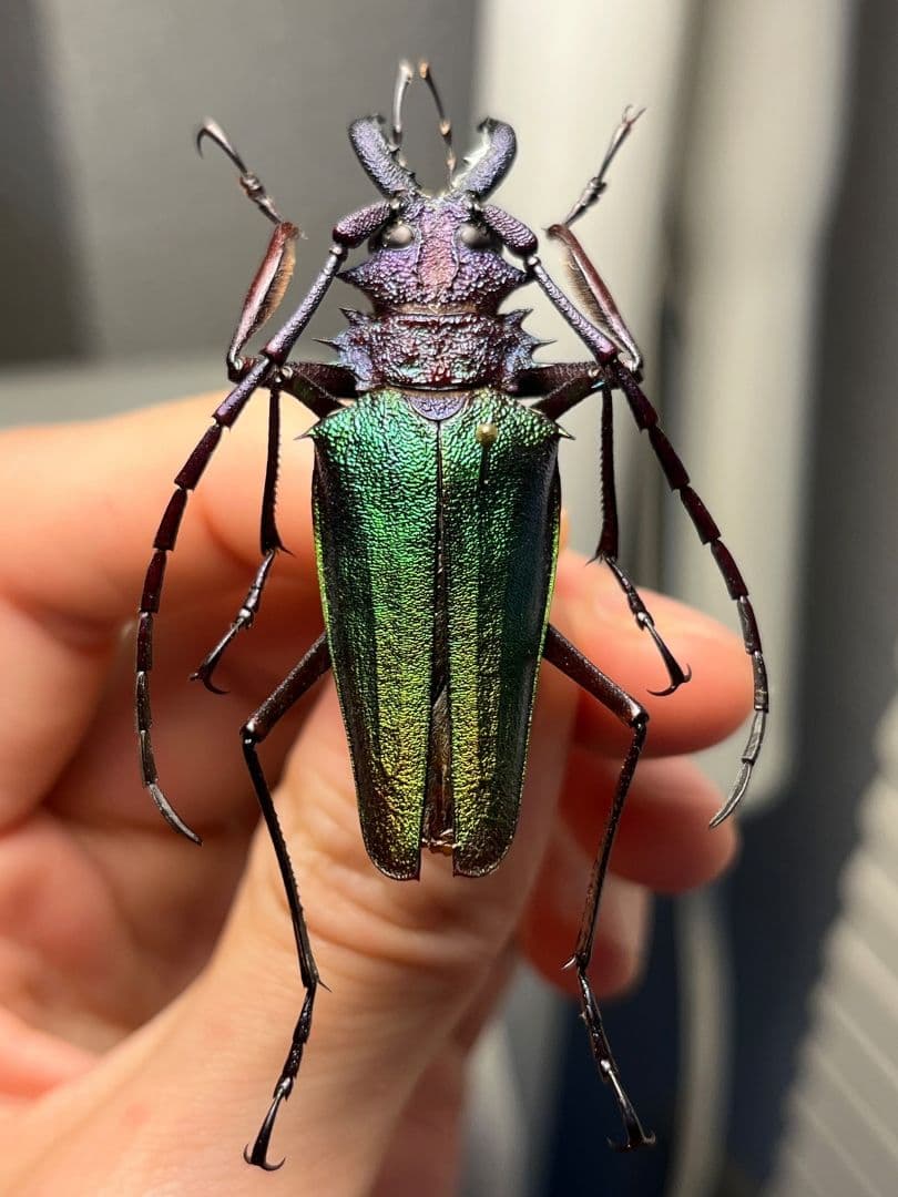 青緑黄】ルリオニカミキリ ムラサキオニノコギリカミキリ 昆虫標本