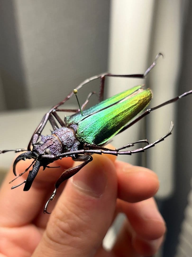 青緑黄】ルリオニカミキリ ムラサキオニノコギリカミキリ 昆虫標本