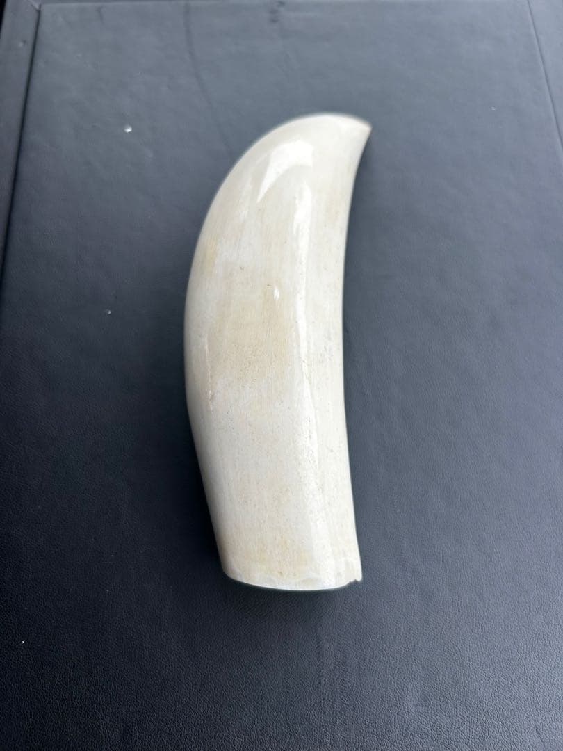 鯨/鯨歯/クジラ/歯/牙/263.68g 鯨/鯨歯/クジラ/歯/牙/263.68g 鯨/鯨歯/クジラ/歯/牙/263.68g