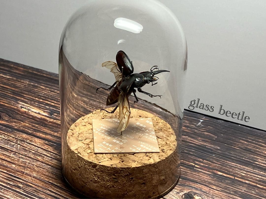 Glass Beetleノコギリクワガタ（モザイク）飛翔標本 GB-004】