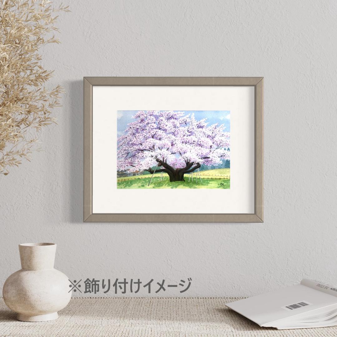 透明水彩画　原画　「根尾谷淡墨桜」額縁付　SMサイズ　風景画