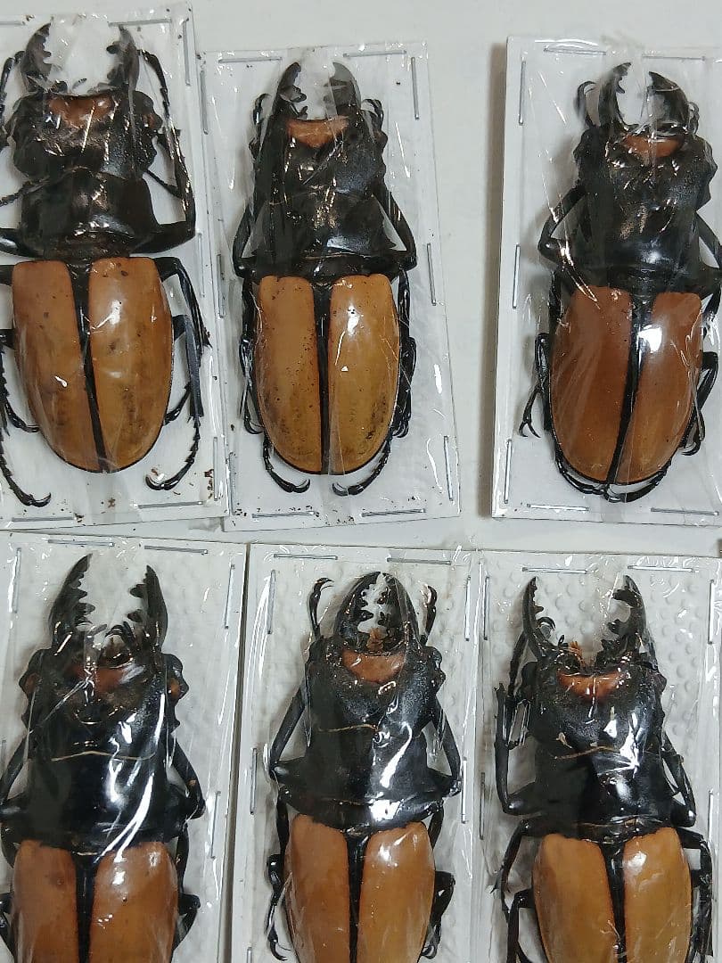海外標本｜インドネシア産 クワガタムシ 標本（原個体・野外採集